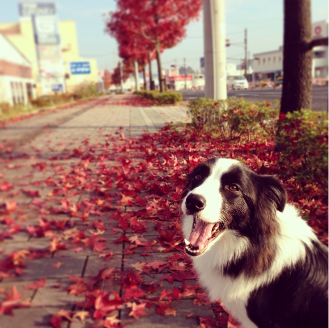 f:id:sp_ice:20131116182410j:plain f:id:sp_ice:20131116182410j:plain