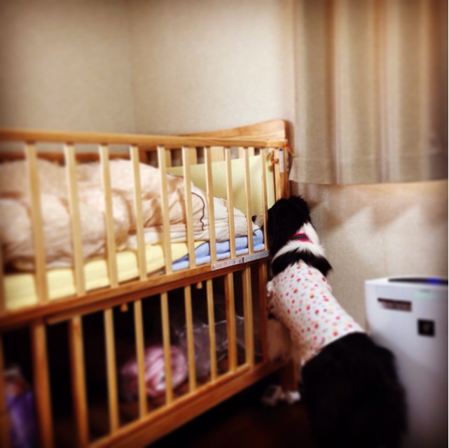 f:id:sp_ice:20141210082339j:plain f:id:sp_ice:20141210082339j:plain