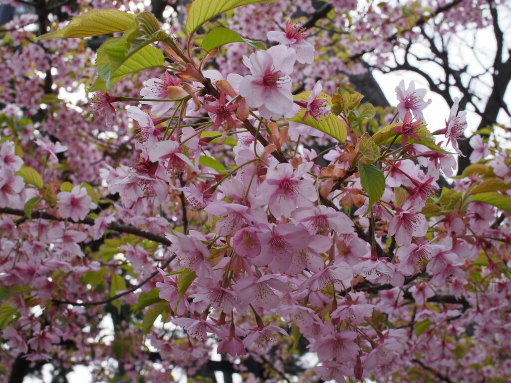 f:id:speaknoevil:20150314210523j:image f:id:speaknoevil:20150314210523j:image