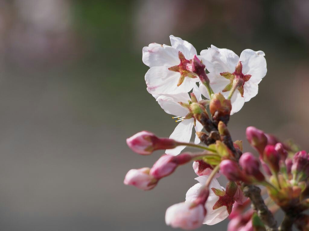 f:id:speaknoevil:20150329150728j:image f:id:speaknoevil:20150329150728j:image
