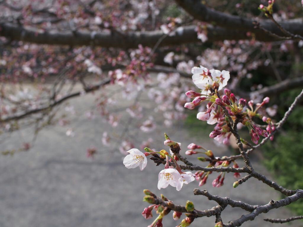 f:id:speaknoevil:20150329151347j:image f:id:speaknoevil:20150329151347j:image