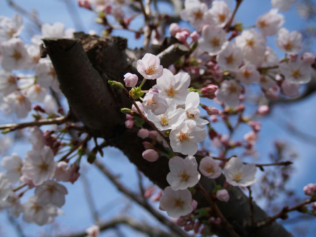 f:id:speaknoevil:20150329161211j:image f:id:speaknoevil:20150329161211j:image