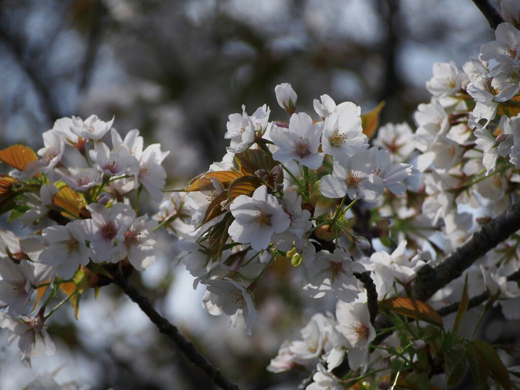 f:id:speaknoevil:20150329161428j:image f:id:speaknoevil:20150329161428j:image