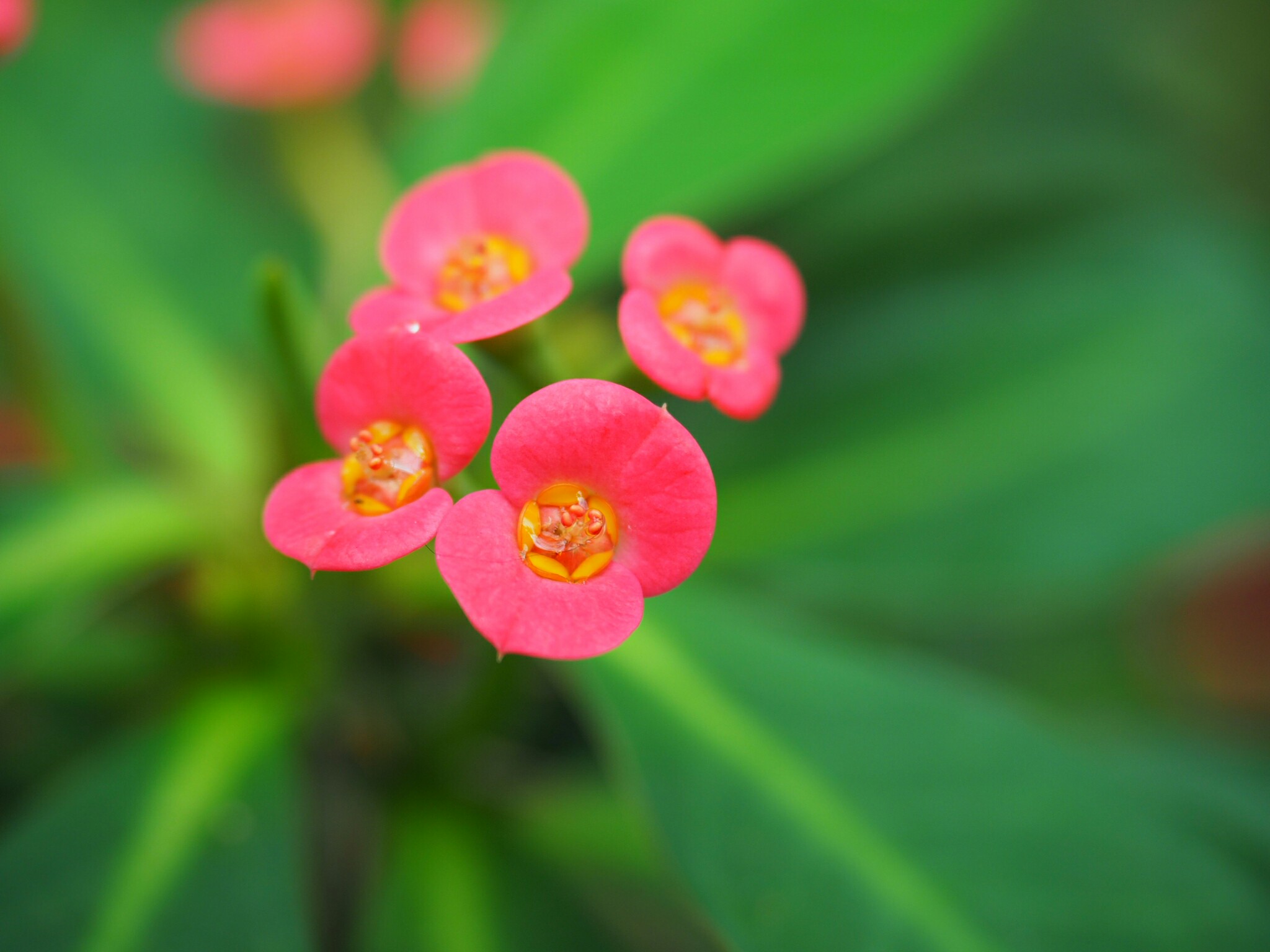 f:id:speaknoevil:20151024102344j:image f:id:speaknoevil:20151024102344j:image