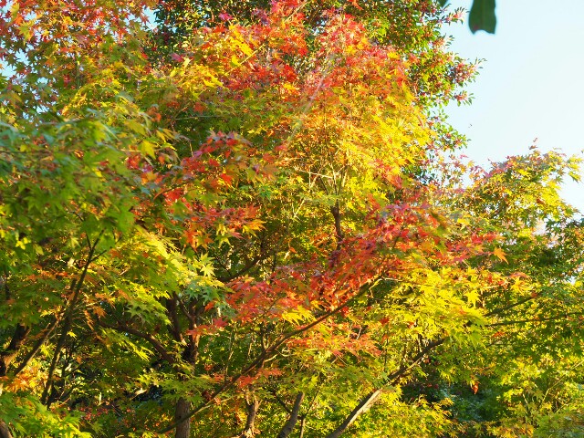f:id:speaknoevil:20151117235306j:image f:id:speaknoevil:20151117235306j:image