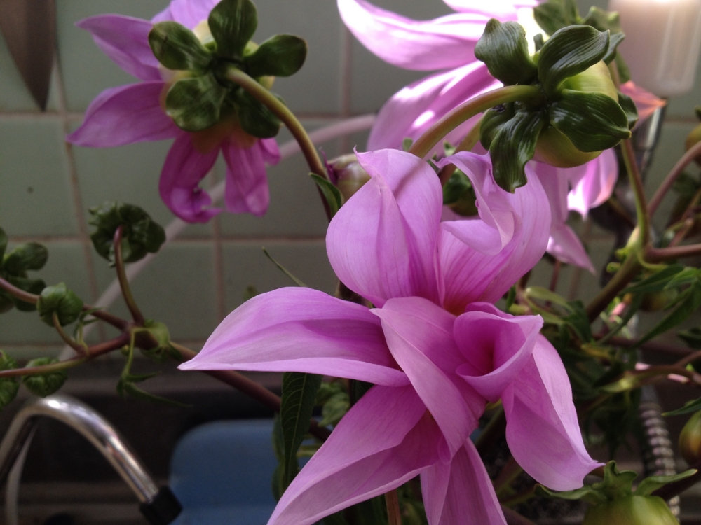 f:id:sprighascome:20131120234025j:plain f:id:sprighascome:20131120234025j:plain
