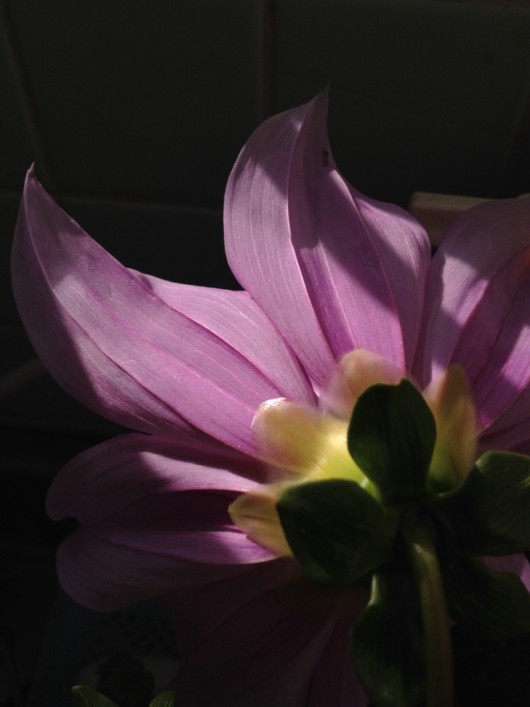f:id:sprighascome:20131120234143j:plain f:id:sprighascome:20131120234143j:plain