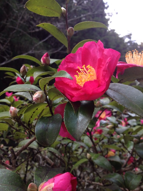 f:id:sprighascome:20131219182404j:plain f:id:sprighascome:20131219182404j:plain