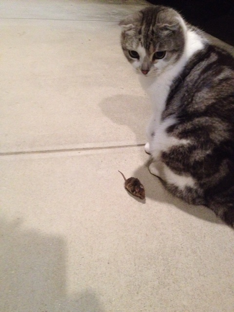 f:id:sprighascome:20131219191725j:plain f:id:sprighascome:20131219191725j:plain