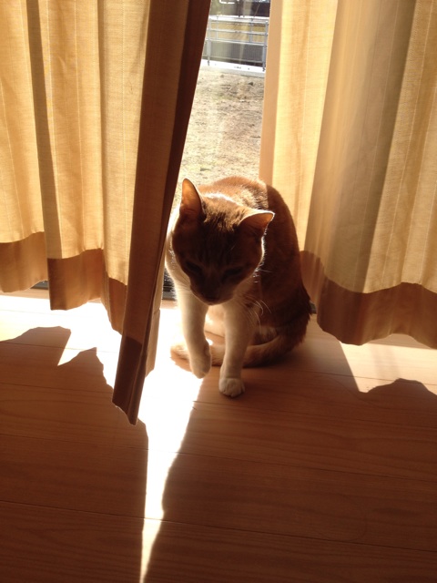 f:id:sprighascome:20131228141721j:plain f:id:sprighascome:20131228141721j:plain