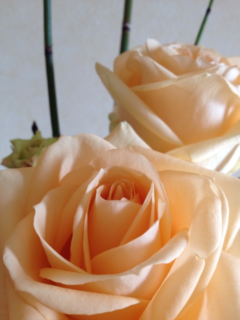 f:id:sprighascome:20140103180127j:plain f:id:sprighascome:20140103180127j:plain