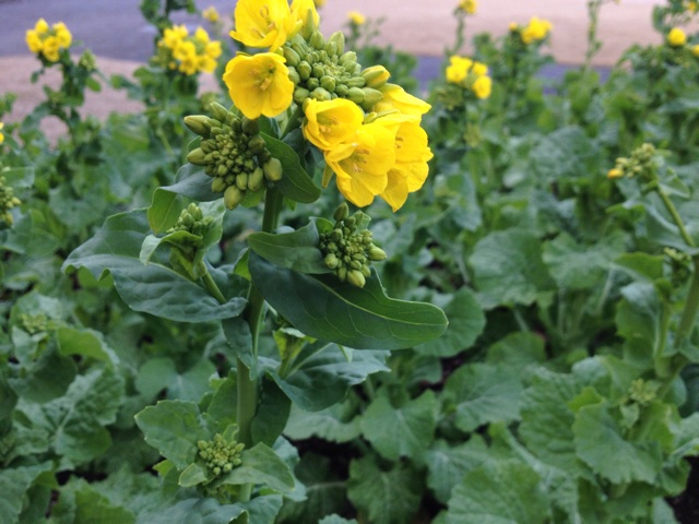 f:id:sprighascome:20140117230235j:plain f:id:sprighascome:20140117230235j:plain