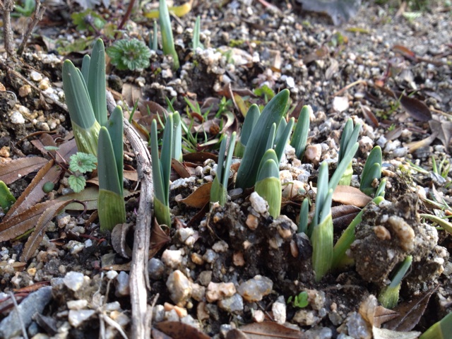 f:id:sprighascome:20140121221802j:plain f:id:sprighascome:20140121221802j:plain