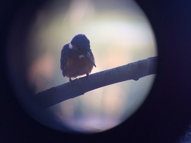 f:id:sprighascome:20140126002130j:plain f:id:sprighascome:20140126002130j:plain