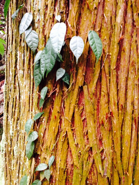 f:id:sprighascome:20140126003256j:plain f:id:sprighascome:20140126003256j:plain