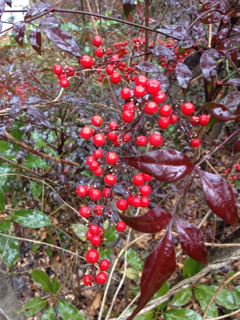 f:id:sprighascome:20140126003525j:plain f:id:sprighascome:20140126003525j:plain