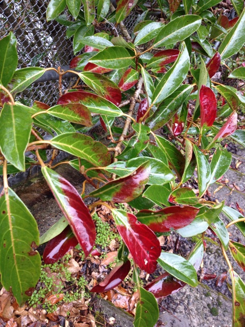 f:id:sprighascome:20140126003550j:plain f:id:sprighascome:20140126003550j:plain