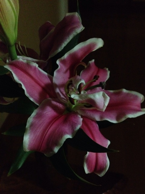 f:id:sprighascome:20140127221348j:plain f:id:sprighascome:20140127221348j:plain