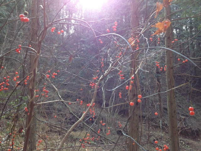 f:id:sprighascome:20140202143428j:plain f:id:sprighascome:20140202143428j:plain