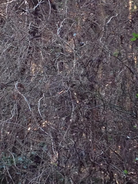 f:id:sprighascome:20140202144129j:plain f:id:sprighascome:20140202144129j:plain