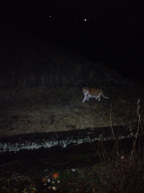 f:id:sprighascome:20140207223709j:plain f:id:sprighascome:20140207223709j:plain