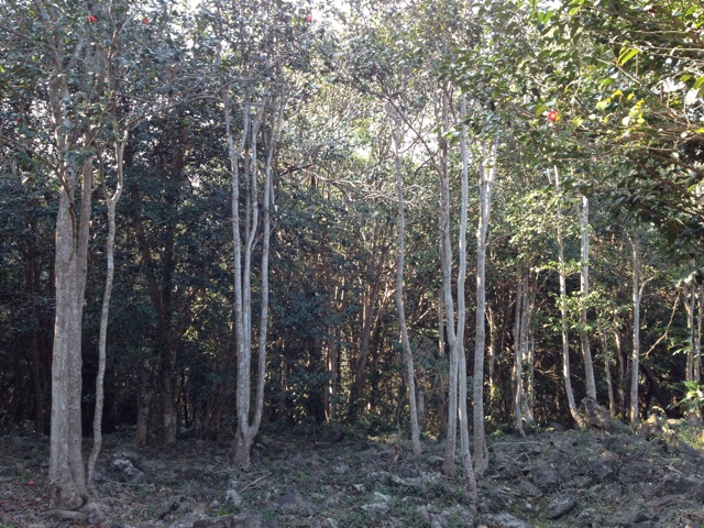f:id:sprighascome:20140226210342j:plain f:id:sprighascome:20140226210342j:plain