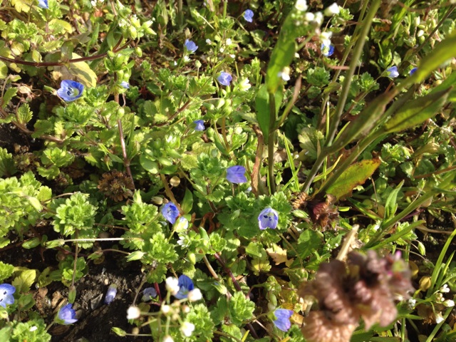 f:id:sprighascome:20140303003308j:plain f:id:sprighascome:20140303003308j:plain
