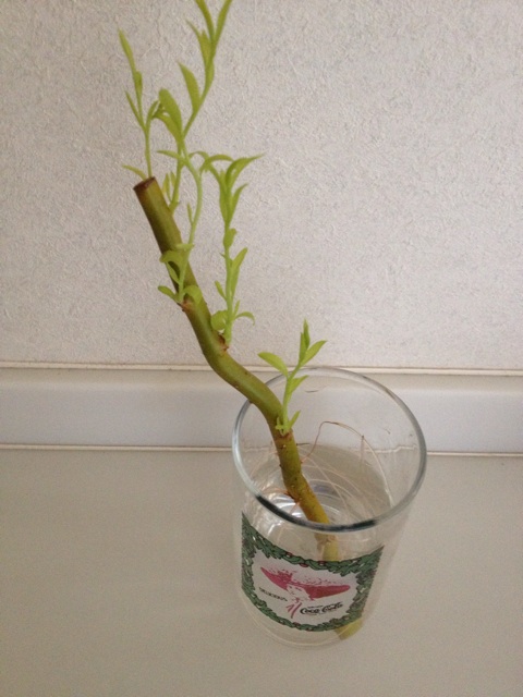 f:id:sprighascome:20140309165835j:plain f:id:sprighascome:20140309165835j:plain