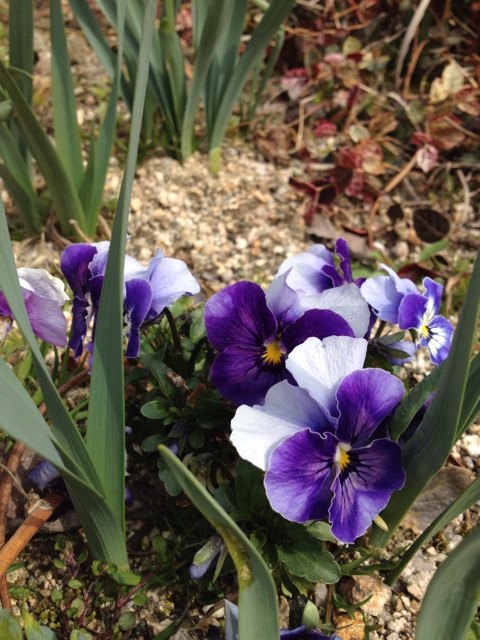 f:id:sprighascome:20140312224343j:plain f:id:sprighascome:20140312224343j:plain