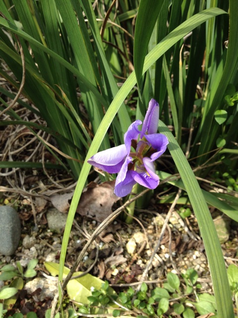 f:id:sprighascome:20140312224411j:plain f:id:sprighascome:20140312224411j:plain