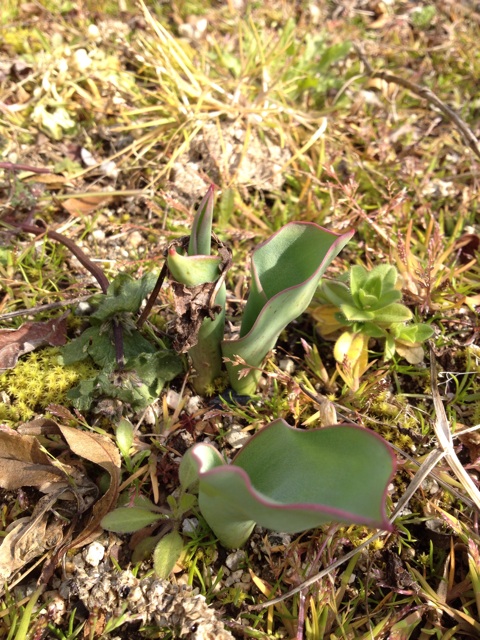 f:id:sprighascome:20140312225954j:plain f:id:sprighascome:20140312225954j:plain