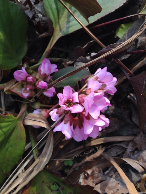 f:id:sprighascome:20140316175401j:plain f:id:sprighascome:20140316175401j:plain