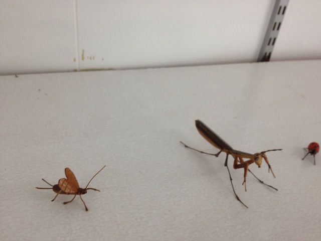 f:id:sprighascome:20140320212925j:plain f:id:sprighascome:20140320212925j:plain