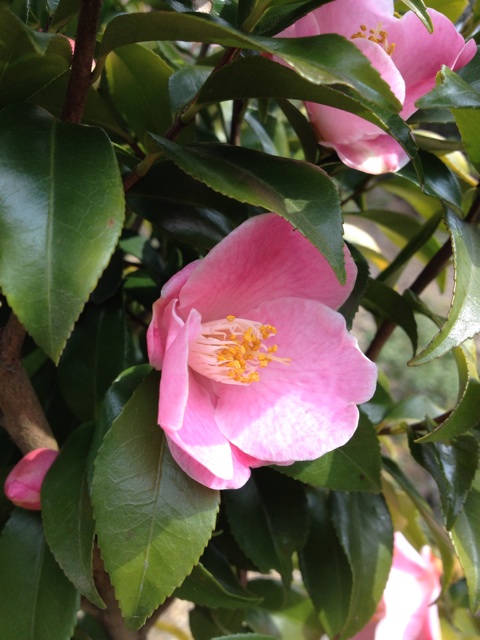 f:id:sprighascome:20140401000420j:plain f:id:sprighascome:20140401000420j:plain