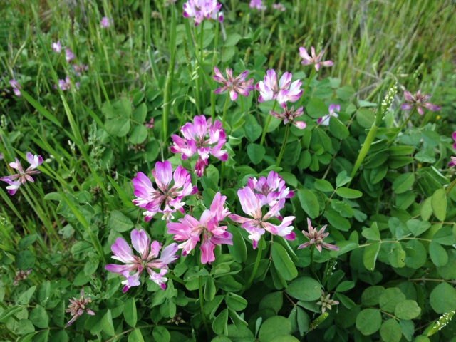 f:id:sprighascome:20140403213947j:plain f:id:sprighascome:20140403213947j:plain