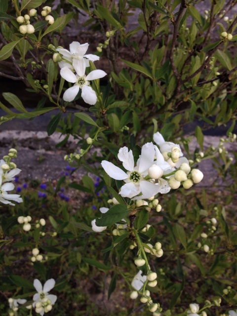 f:id:sprighascome:20140403214103j:plain f:id:sprighascome:20140403214103j:plain
