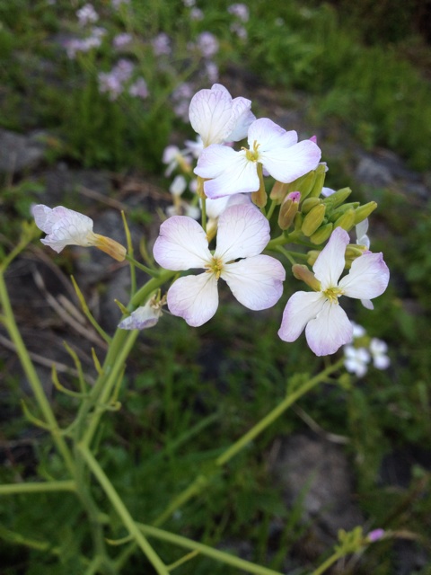 f:id:sprighascome:20140409054807j:plain f:id:sprighascome:20140409054807j:plain