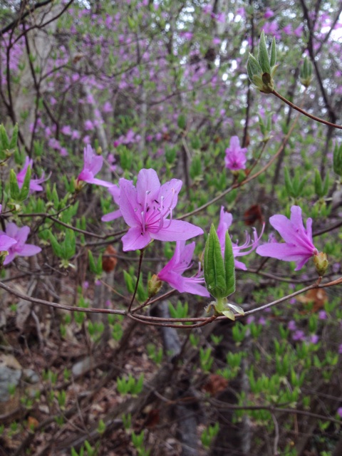 f:id:sprighascome:20140412135438j:plain f:id:sprighascome:20140412135438j:plain