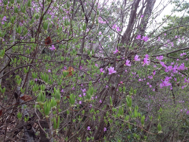 f:id:sprighascome:20140412135507j:plain f:id:sprighascome:20140412135507j:plain