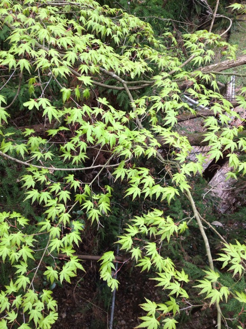 f:id:sprighascome:20140412142559j:plain f:id:sprighascome:20140412142559j:plain