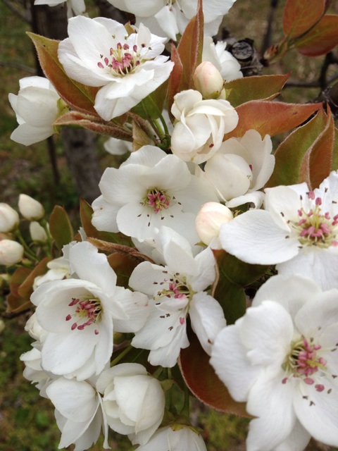 f:id:sprighascome:20140412142709j:plain f:id:sprighascome:20140412142709j:plain