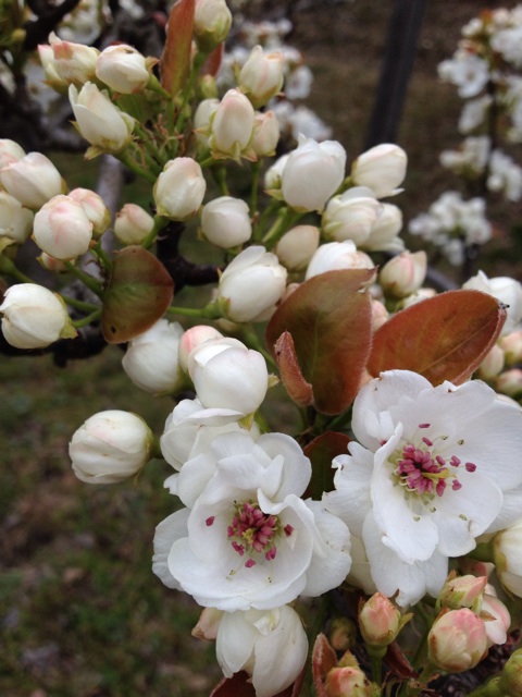 f:id:sprighascome:20140414185437j:plain f:id:sprighascome:20140414185437j:plain