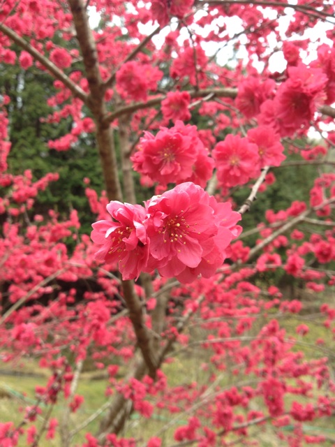 f:id:sprighascome:20140414220245j:plain f:id:sprighascome:20140414220245j:plain