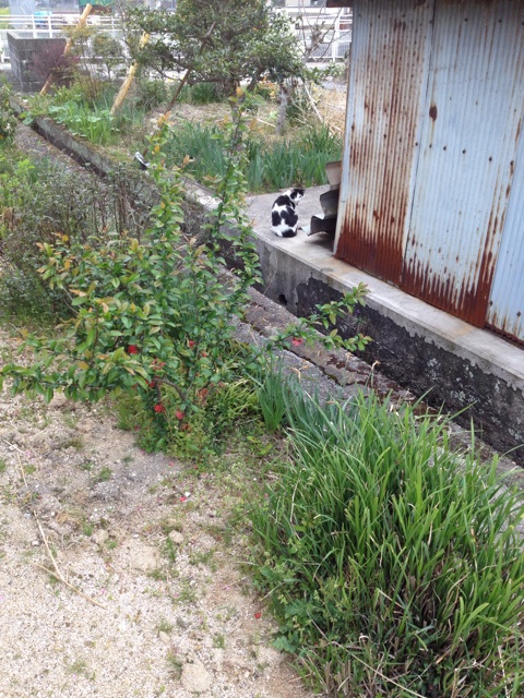 f:id:sprighascome:20140416220707j:plain f:id:sprighascome:20140416220707j:plain
