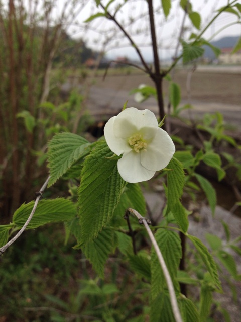 f:id:sprighascome:20140416222055j:plain f:id:sprighascome:20140416222055j:plain