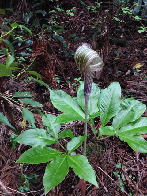 f:id:sprighascome:20140419175943j:plain f:id:sprighascome:20140419175943j:plain