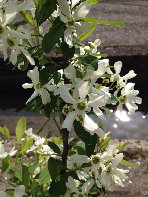 f:id:sprighascome:20140419181046j:plain f:id:sprighascome:20140419181046j:plain
