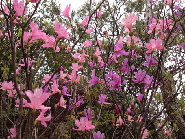 f:id:sprighascome:20140419181356j:plain f:id:sprighascome:20140419181356j:plain