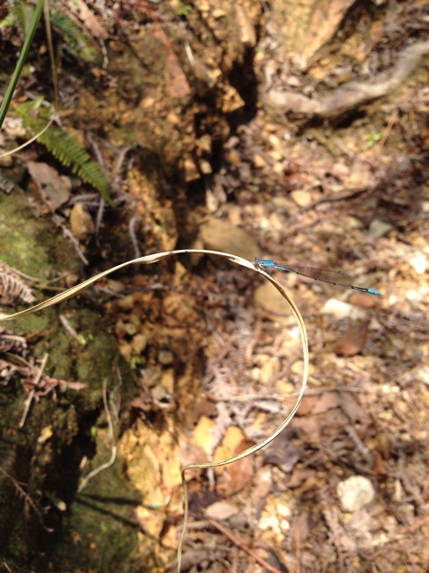 f:id:sprighascome:20140420172316j:plain f:id:sprighascome:20140420172316j:plain