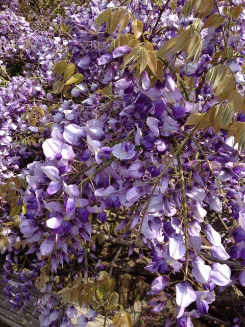 f:id:sprighascome:20140427210057j:plain f:id:sprighascome:20140427210057j:plain